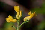 Yellow fumewort